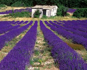 /i//tn_provence.jpg